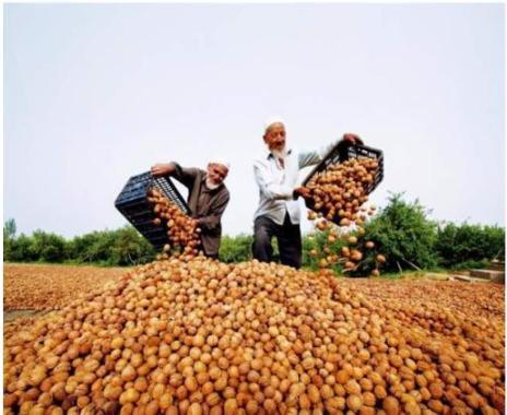 農產品滯銷危機 5毛錢無人問津，農民深陷困境