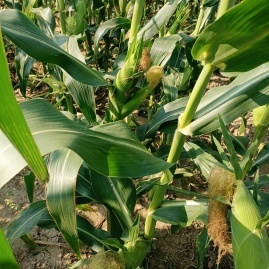 漢川玉米甜瓜產(chǎn)地直通，專業(yè)代辦王超進助力初級農(nóng)產(chǎn)品高效收購